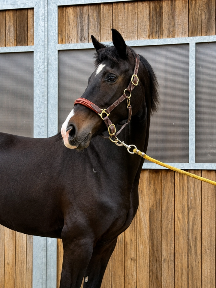 Jument d'avenir - KWPN  - 4 ans - Dressage - France