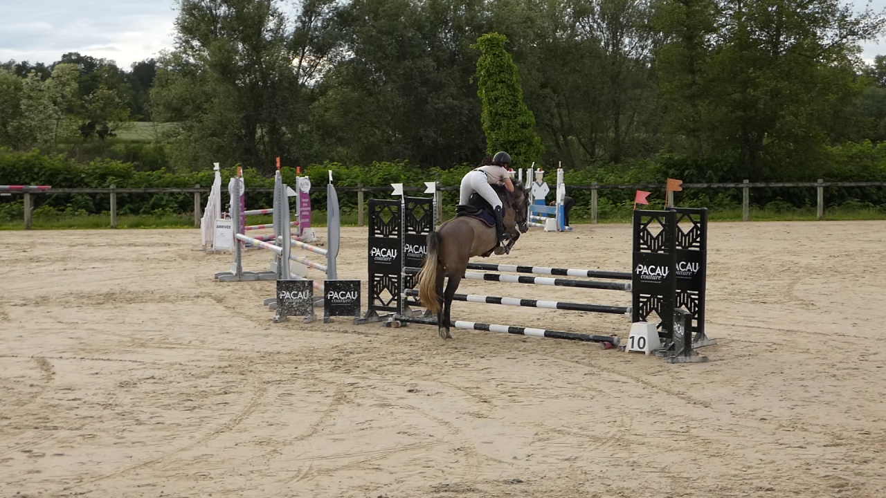 Welsh part-Bred 4 ans