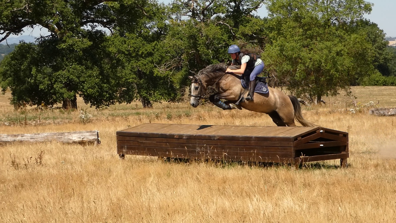 Welsh part-Bred 4 ans