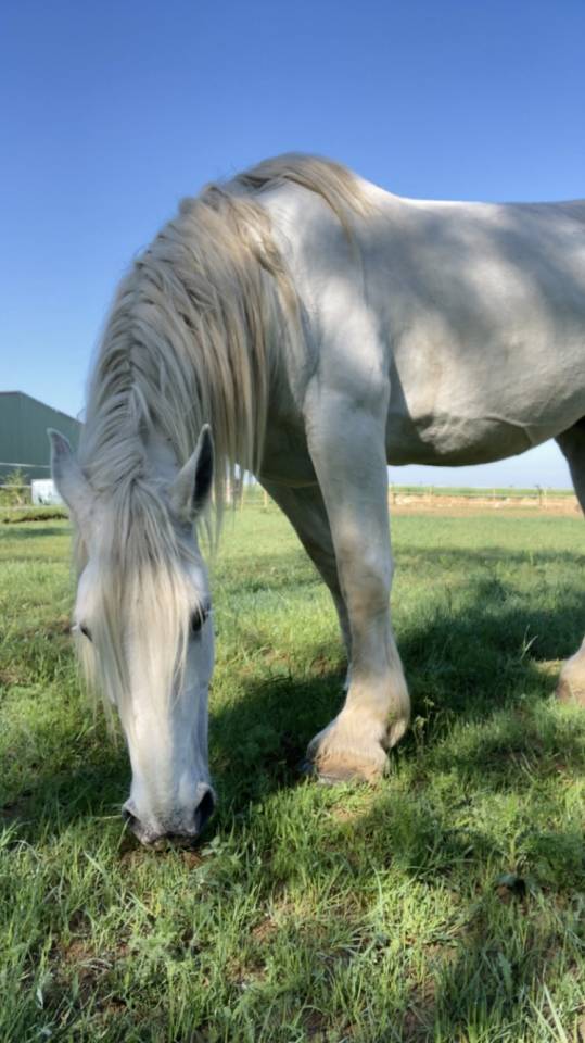 Diva -Jument 13 ans Percheronne grise 