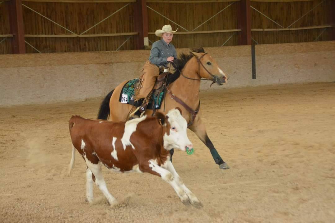 Hongre Paint horse 10 ans