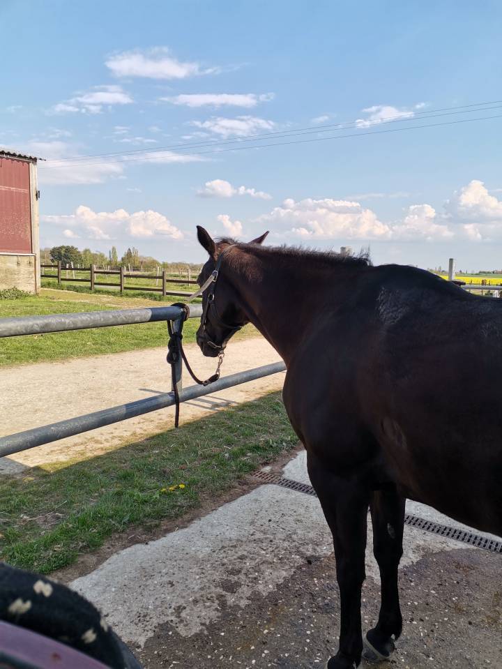 Jument quarter horse