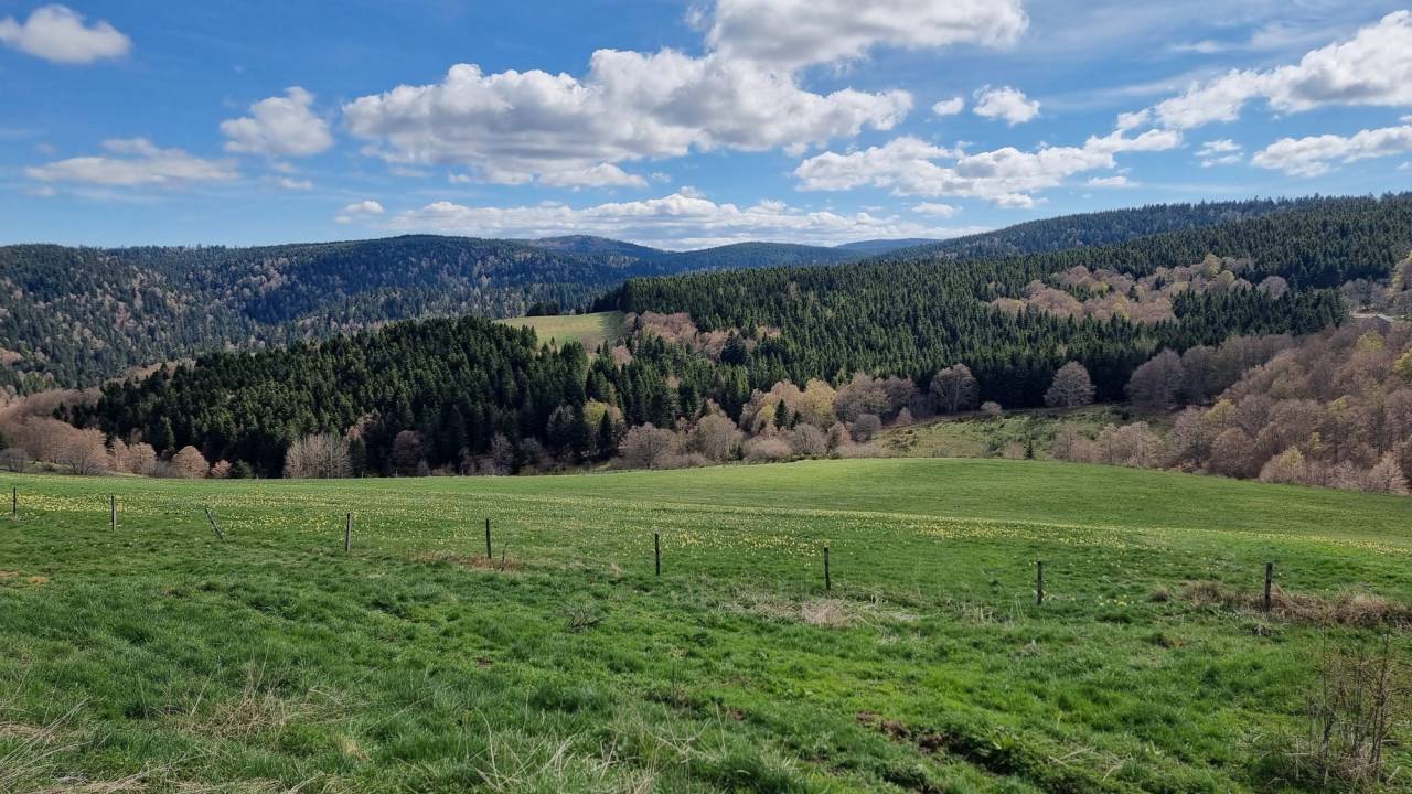 1004183_1779417121_4468.jpg