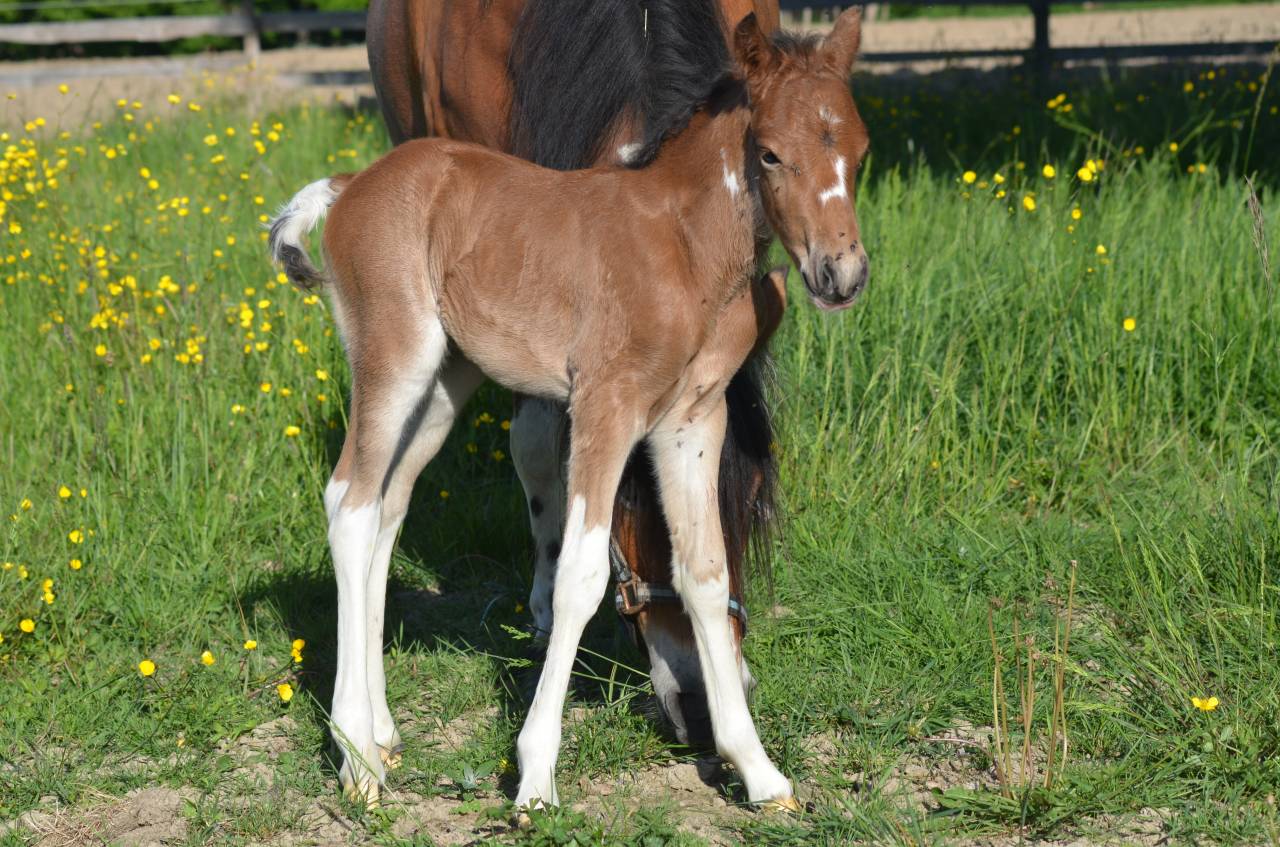 POULAIN PONEY  B PIE BAI 
