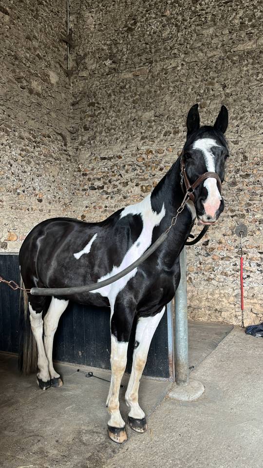 Cheval pie &agrave; vendre 