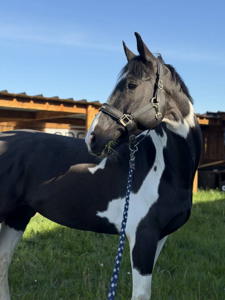 Cheval pie &agrave; vendre 