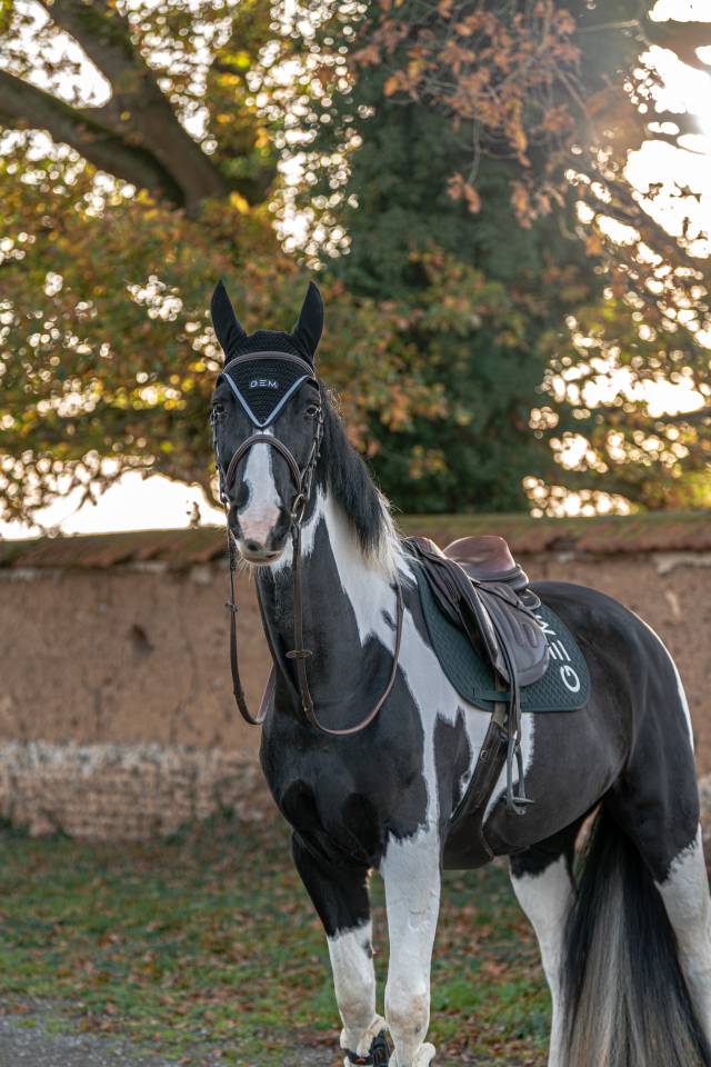 Cheval pie &agrave; vendre 