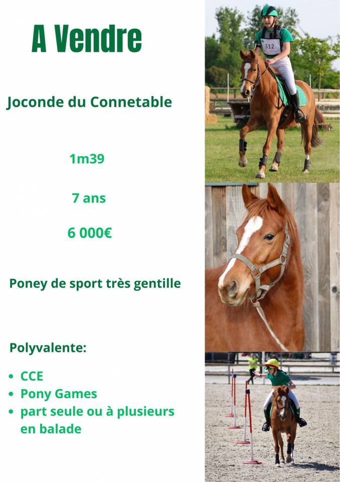 Joconde du Connetable - poney de sport