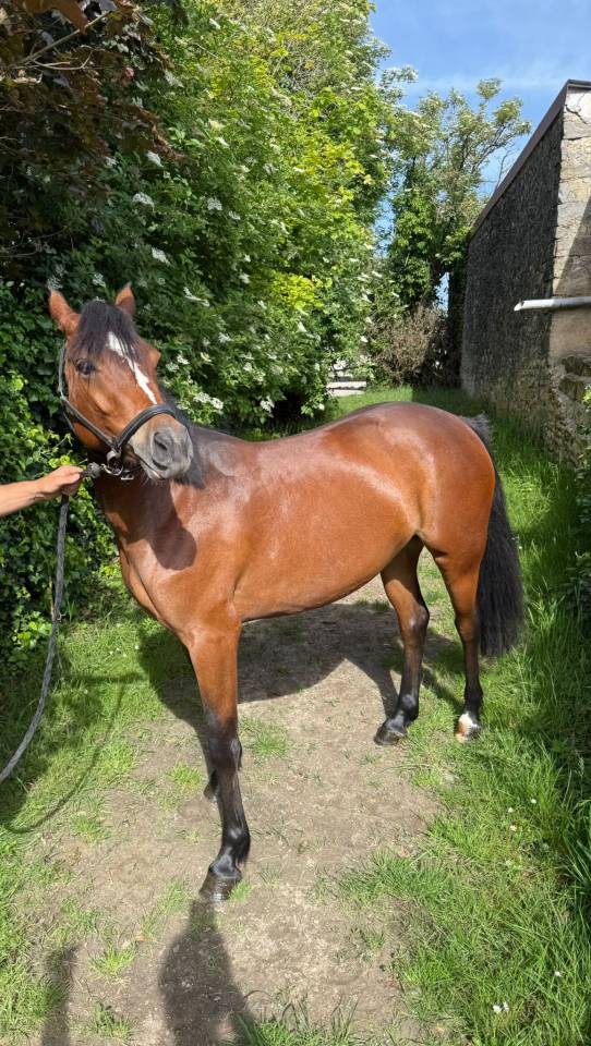 Top ponette CSO 4 ans