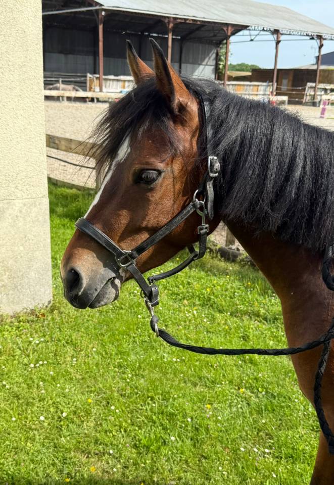 Top ponette CSO 4 ans