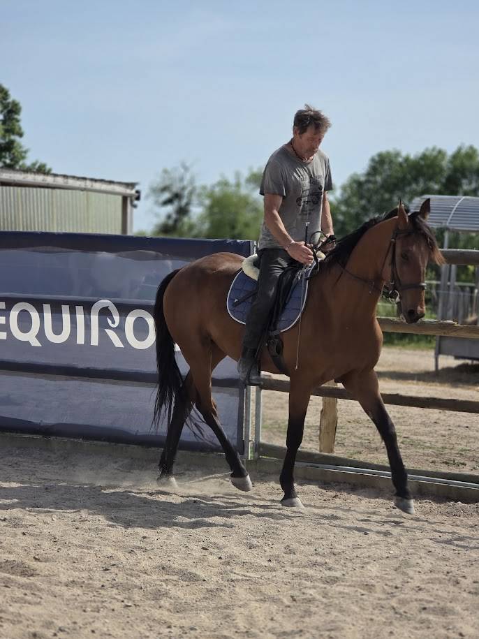 Cheval de balade et de dressage