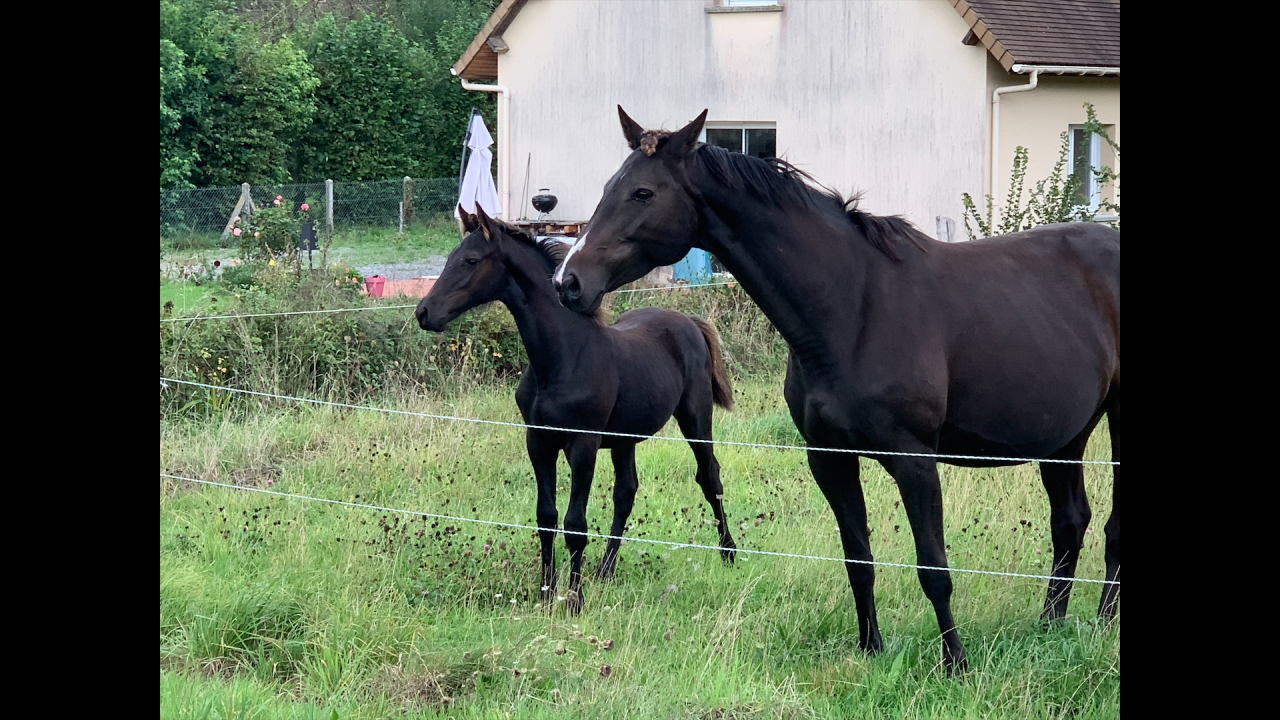 Poulini&egrave;re Souche exceptionnelle suit&eacute;e et saillie 
