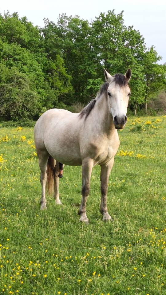 Poney Welsh pb - Hongre - 3 ans 