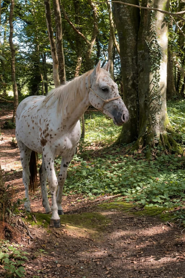 Hongre Appaloosa 2022 PP ApHCF 