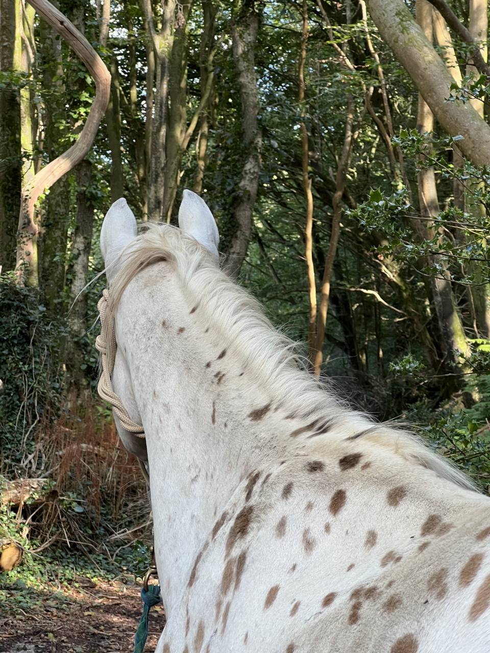 Hongre Appaloosa 2022 PP ApHCF 