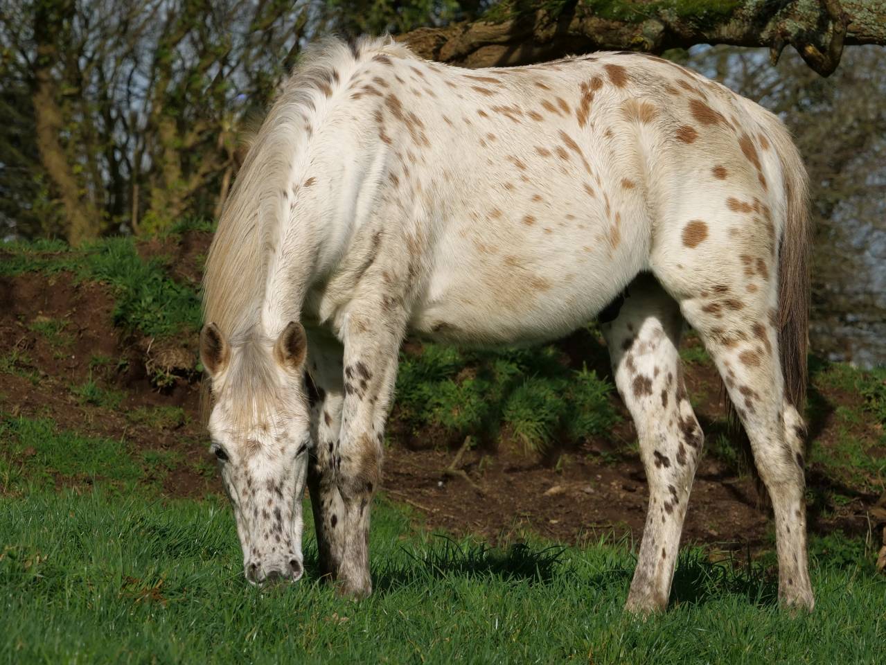 Hongre Appaloosa 2022 PP ApHCF 