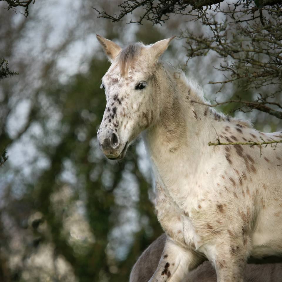 Hongre Appaloosa 2022 PP ApHCF 