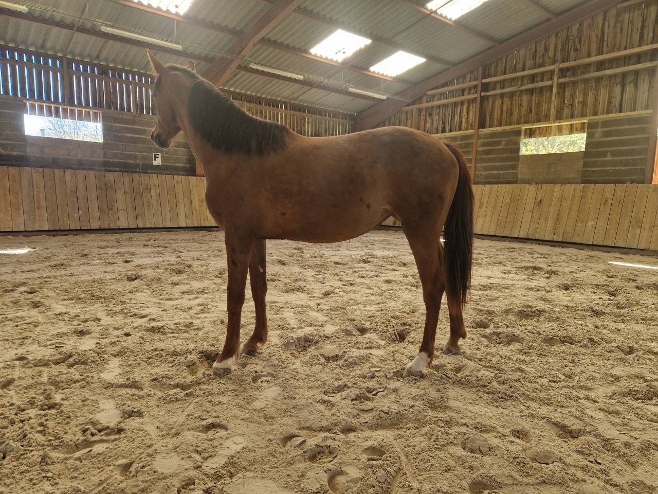 Jument de sport 2 ans