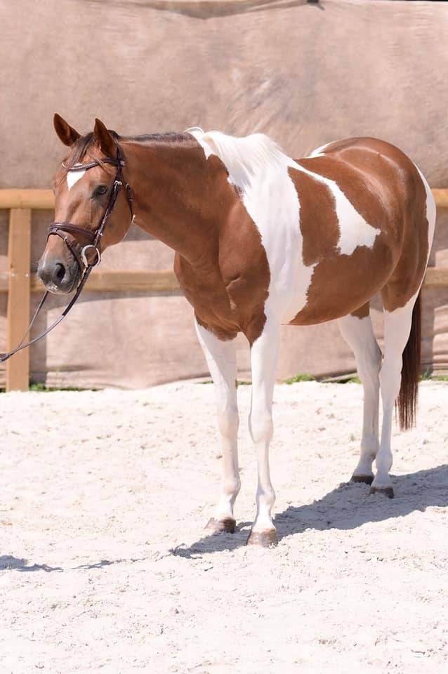 Magnifique cheval OC hongre pie de 12 ans pour loisir