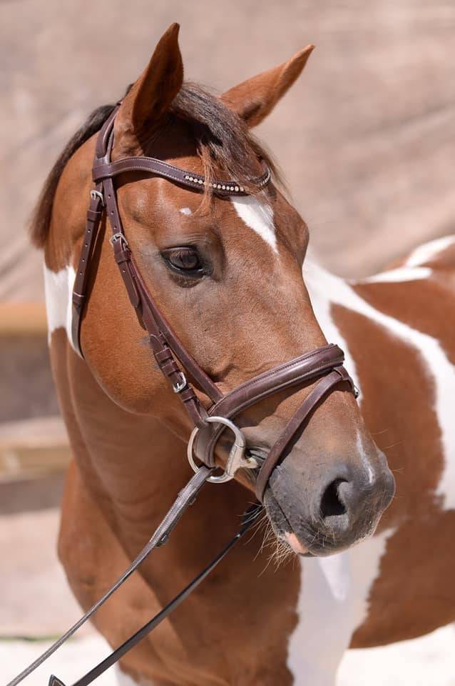 Magnifique cheval OC hongre pie de 12 ans pour loisir