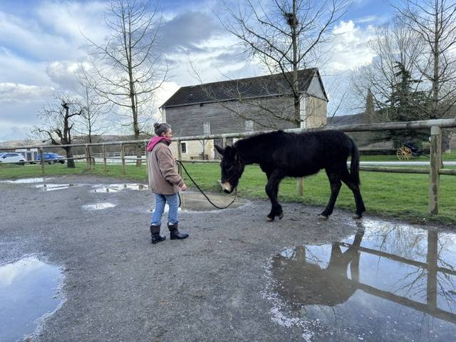 Vend mulet poitevin 