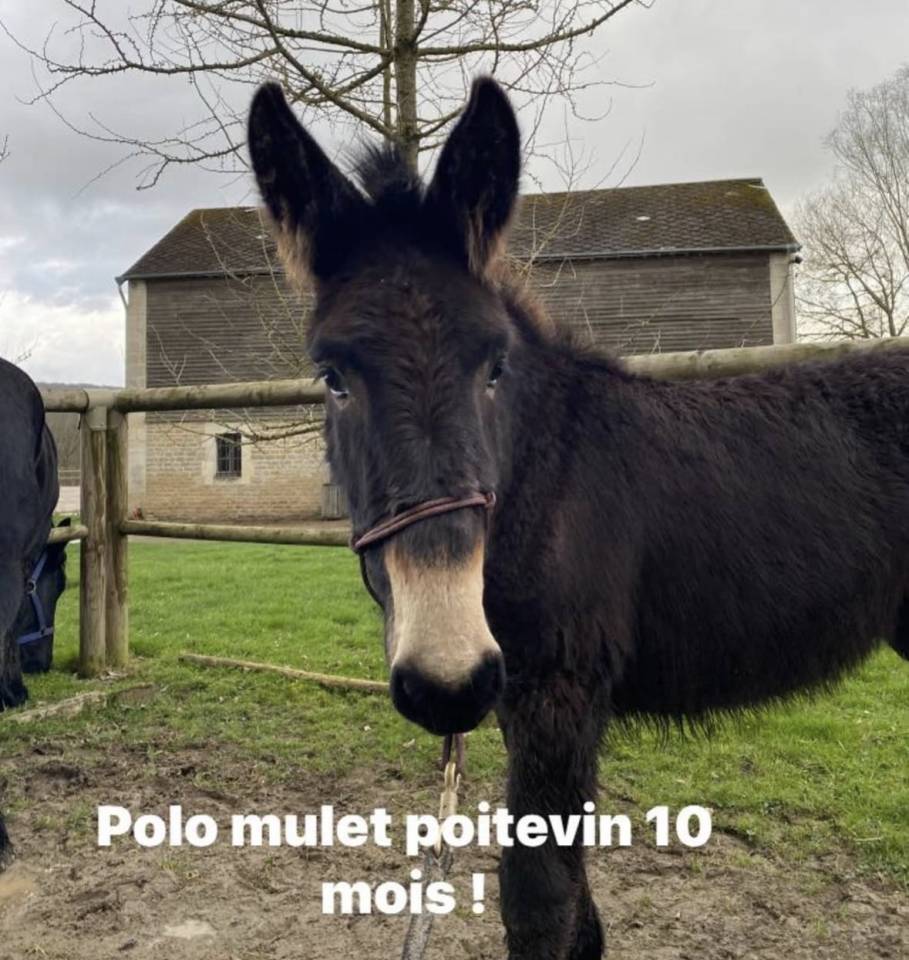 Vend mulet poitevin 
