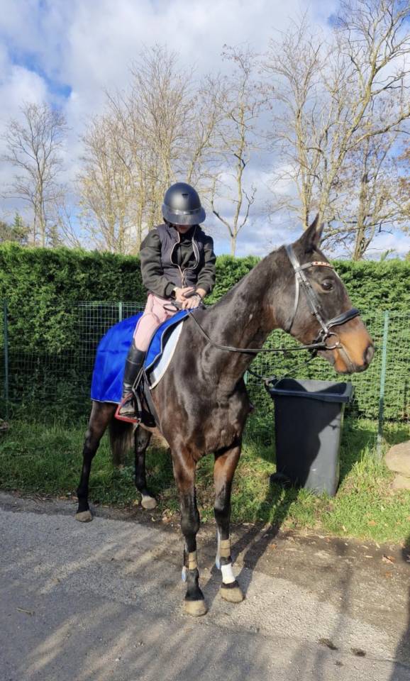 Hongre 5 ans &agrave; vendre d&eacute;part rapide 