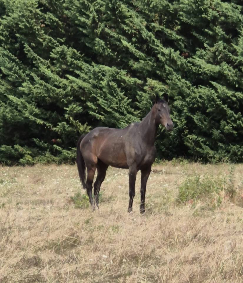 Hongre 5 ans &agrave; vendre d&eacute;part rapide 