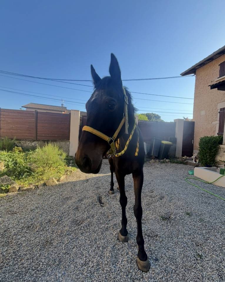 Hongre 5 ans &agrave; vendre d&eacute;part rapide 