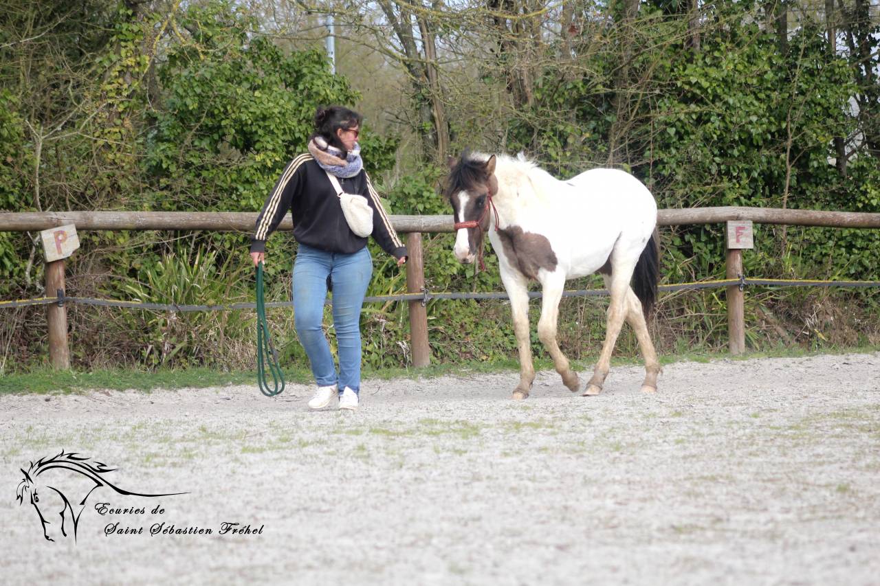 Poulain paint horse grullo tobiano super gentil et faci