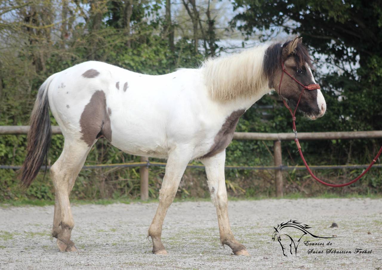 Poulain paint horse grullo tobiano super gentil et faci