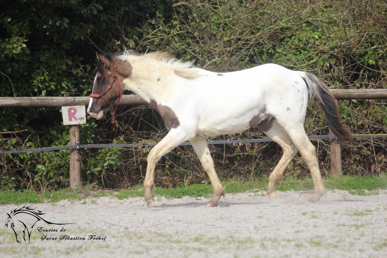 Poulain paint horse grullo tobiano super gentil et faci