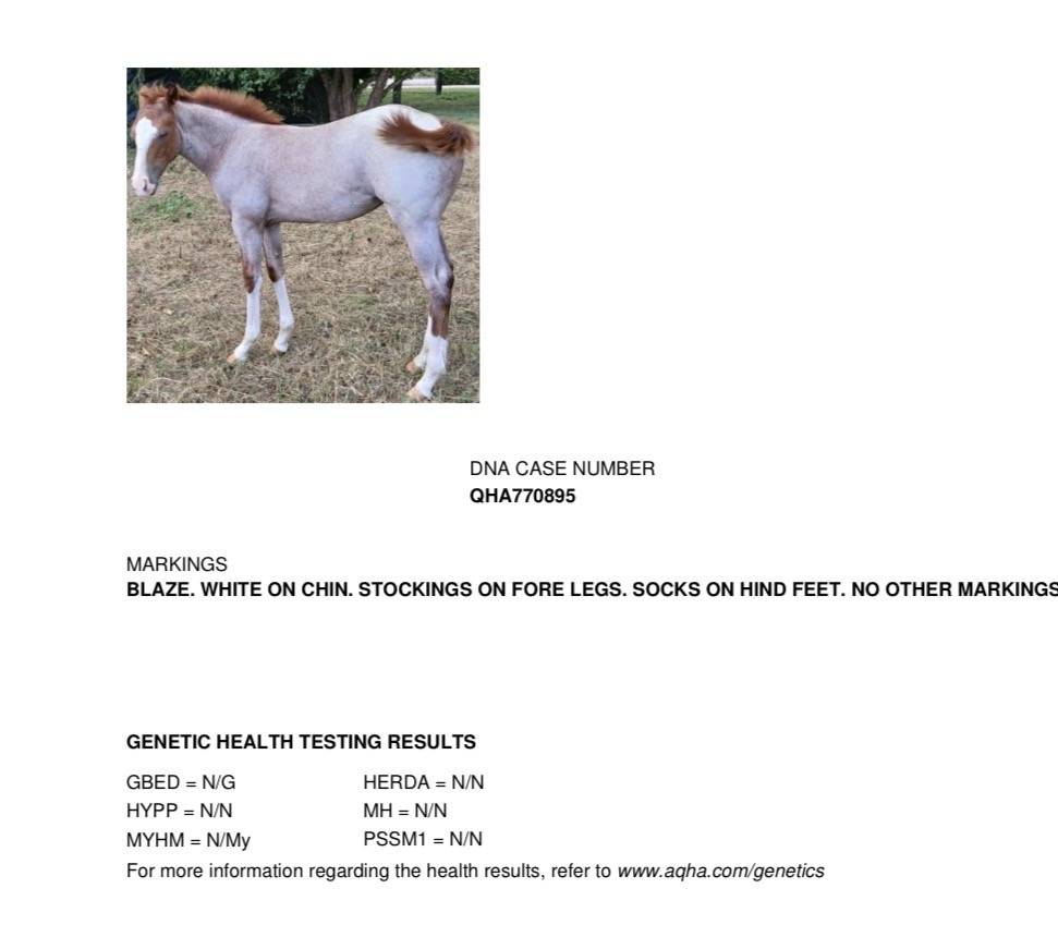 QUARTER HORSE 