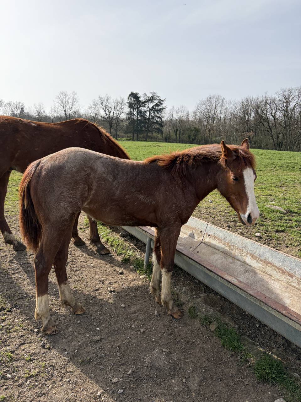 QUARTER HORSE 