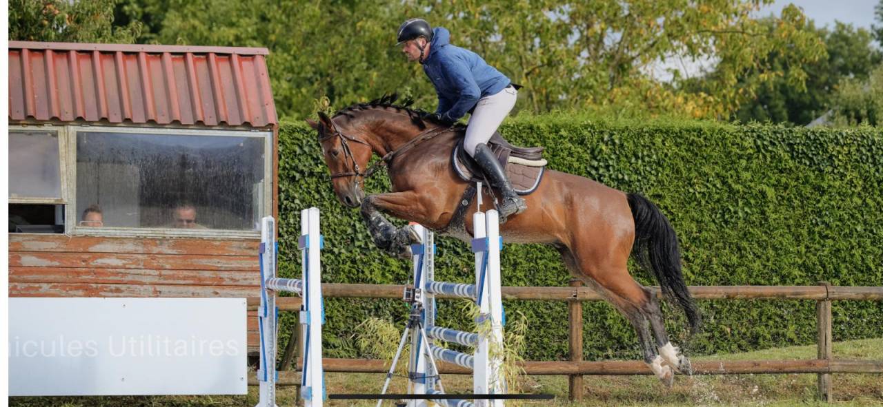 hongre selle fran&ccedil;ais 7 ans ogrion des champs cso