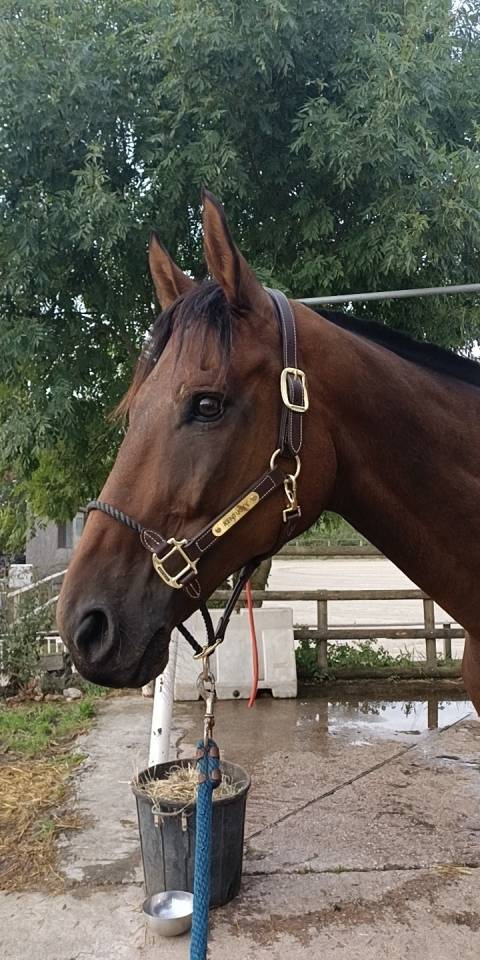 Cheval 