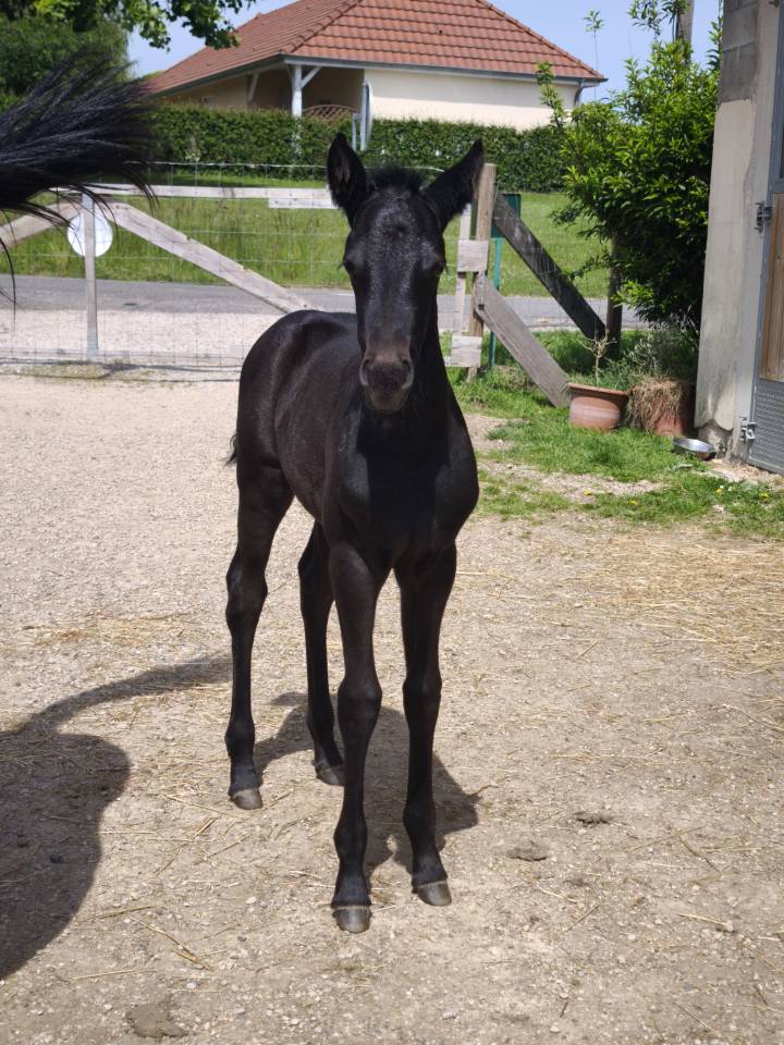 Pouliche black quarter horse pp