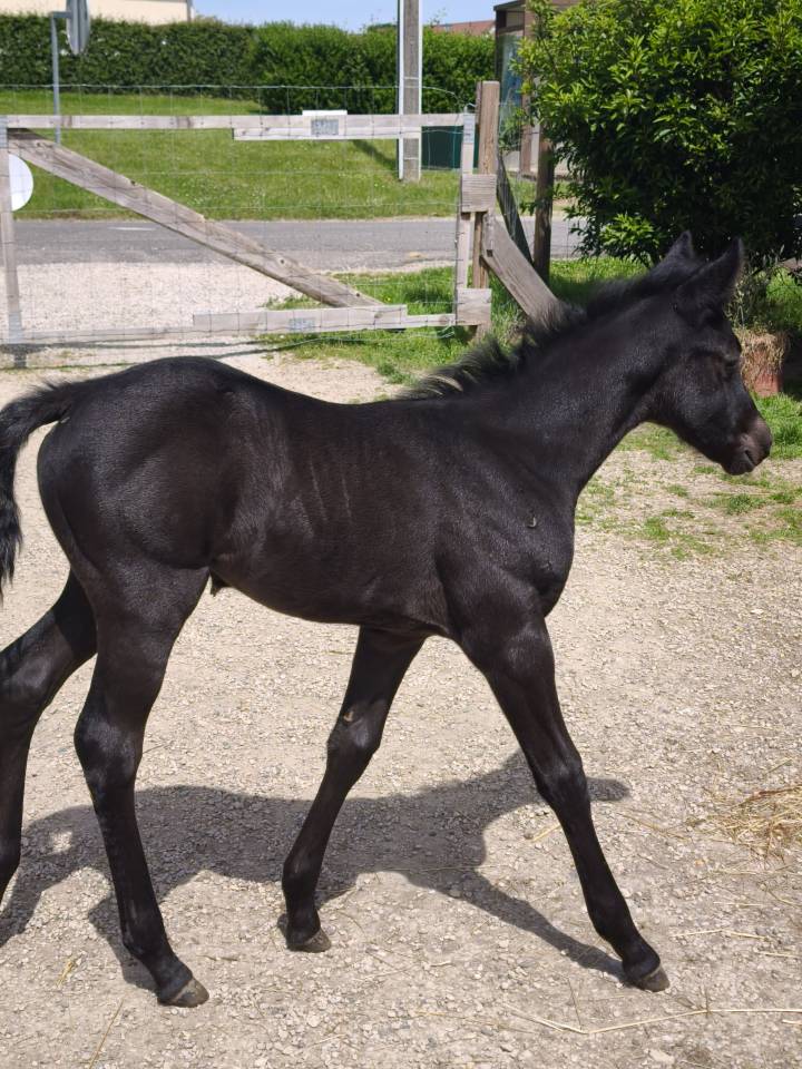 Pouliche black quarter horse pp