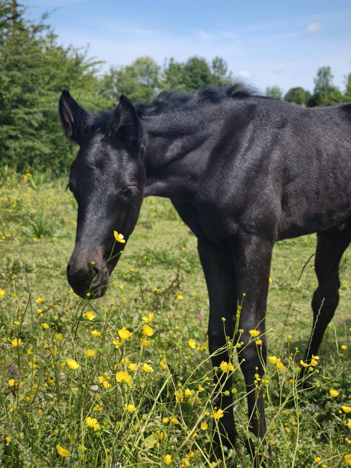 Pouliche black quarter horse pp