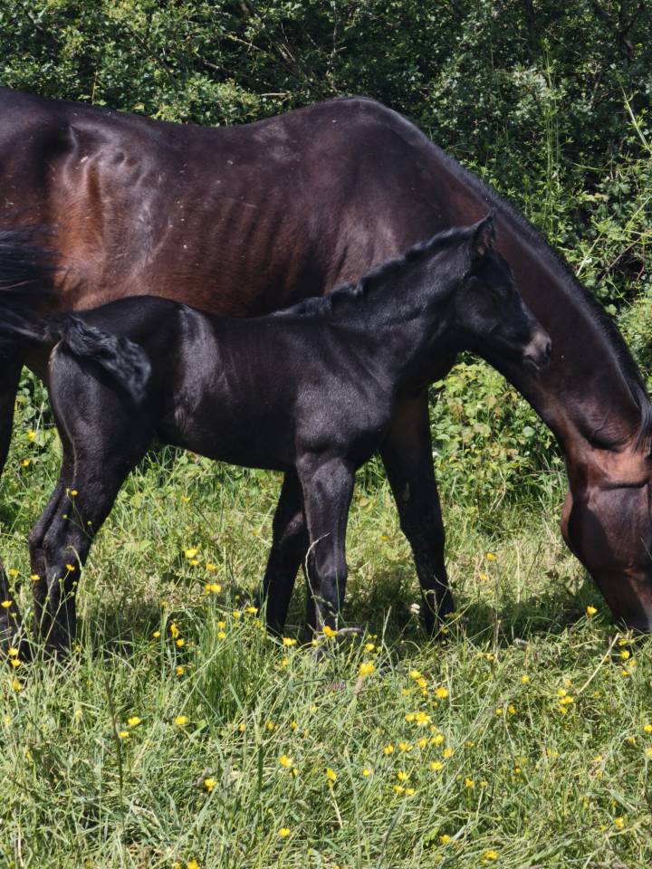 Pouliche black quarter horse pp