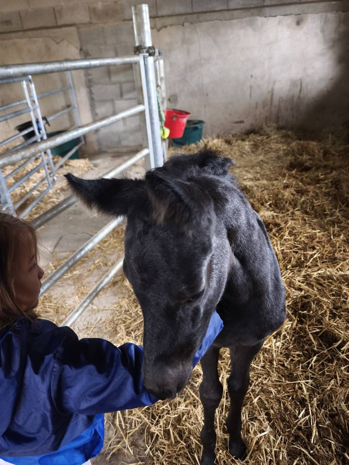 Pouliche black quarter horse pp