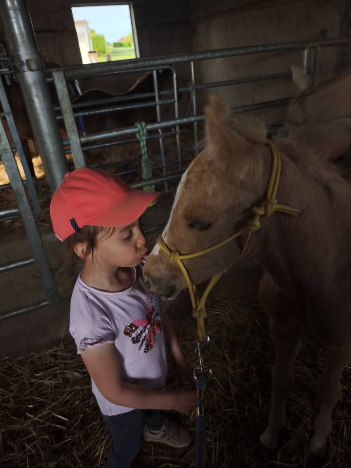 Pouliche palomino quarter horse pp 