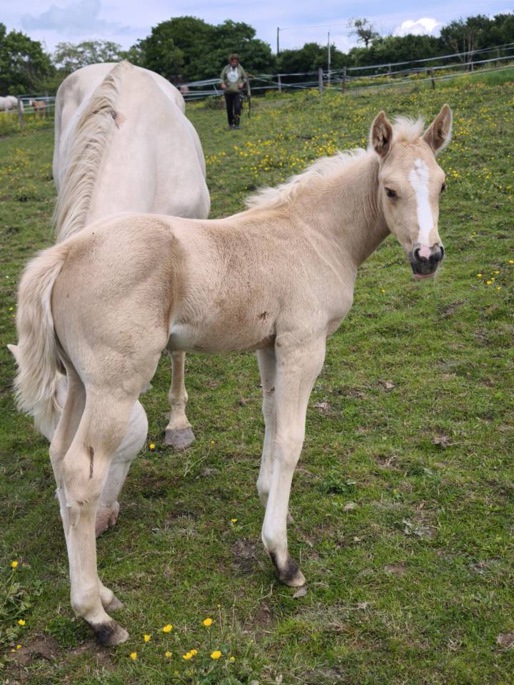 Pouliche palomino quarter horse pp 