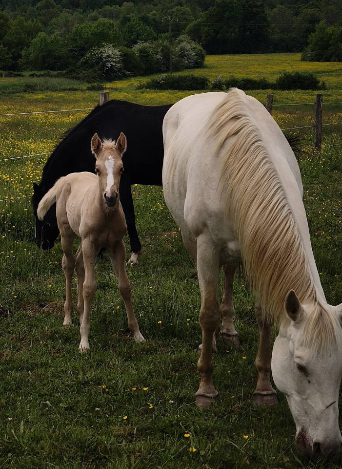 Pouliche palomino quarter horse pp 