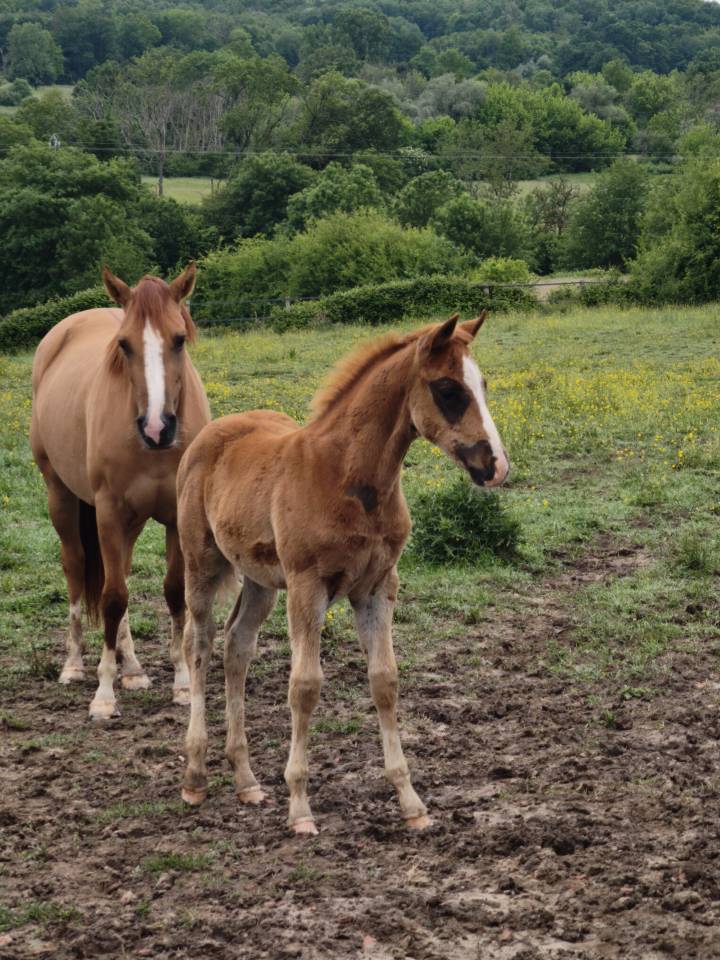 Poulain quarter horse pp 