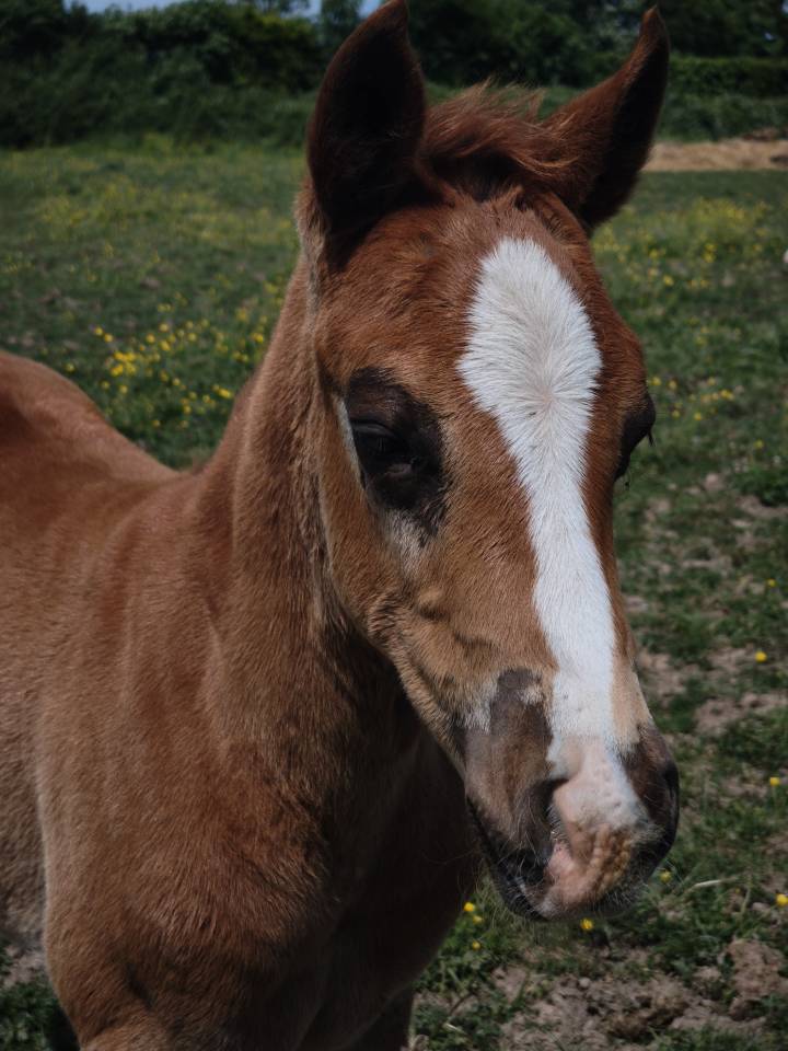 Poulain quarter horse pp 