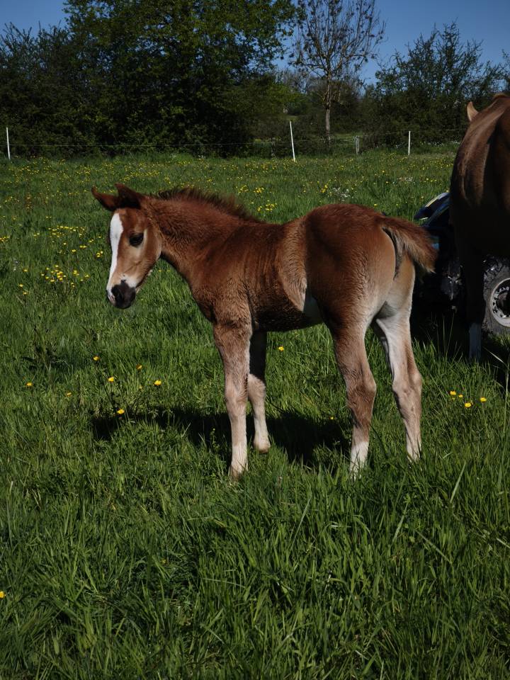 Poulain quarter horse pp 