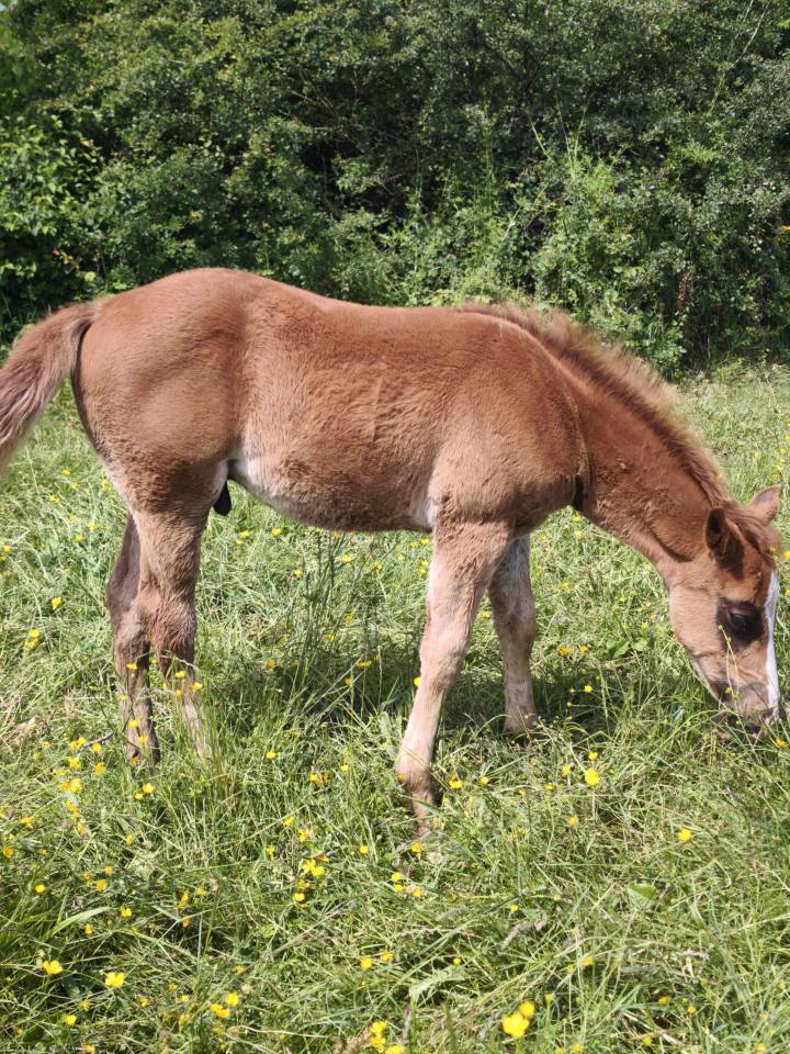 Poulain quarter horse pp 