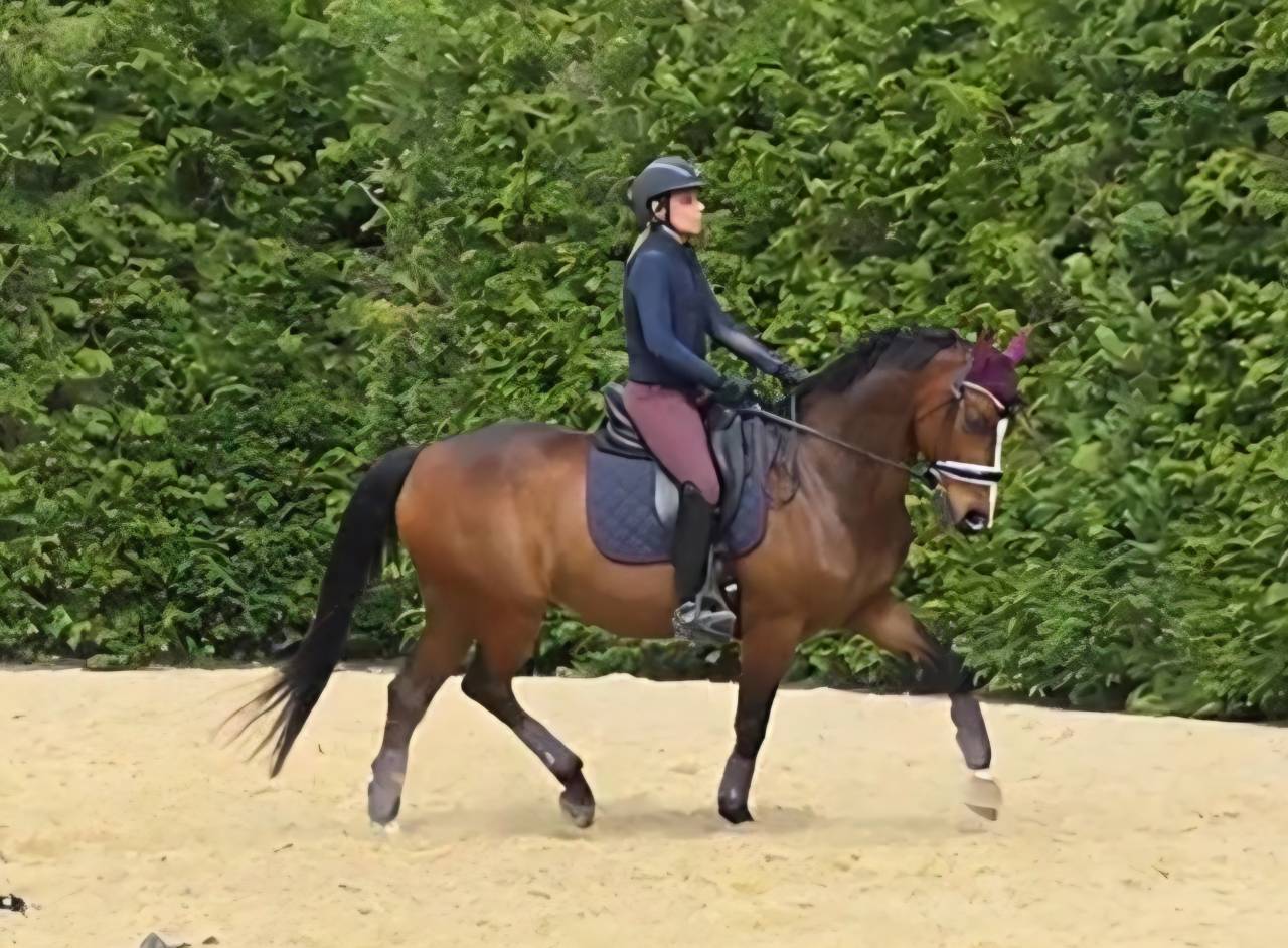 Hongre SF PP 13 ANS LOISIRS & CONCOURS CLUB,  Ech. Poss