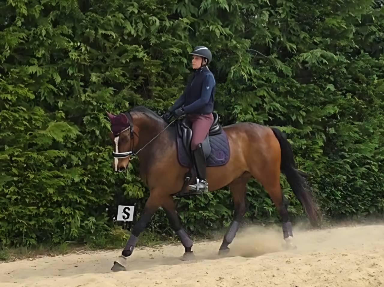 Hongre SF PP 13 ANS LOISIRS & CONCOURS CLUB,  Ech. Poss